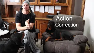 5 Simple Tips To Stop A Rottweiler From Biting