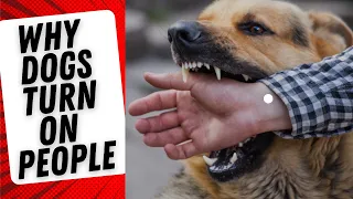 Why dogs turn on their owners