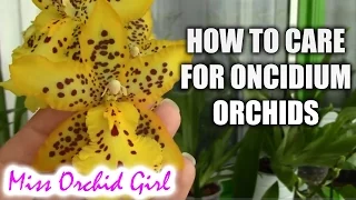 How to care for Oncidium Orchids and Intergenerics - watering, fertilizing, reblooming