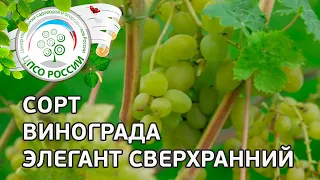 Сорт винограда Элегант Сверхранний. 🍇 Описание сорта винограда Элегант Сверхранний.