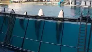 Marineland. Antibes. France.