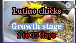 lutino chicks african lovebirds growth stage, 1 to 35 days
