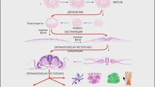 Лекция: "Гистогенез. Эмбриология."