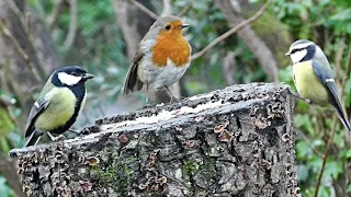 Birds Chirping and Singing in The Forest - Bird Song & Nature Sounds