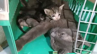 Nursing Mother Feeding Milk To 1 Kitten Other 1 Going For Adoption