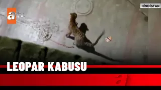 Kentte leopar alarmı - atv Haber 28 Aralık 2021