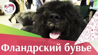 Фландрский бувье на ilikepet. Особенности породы, уход