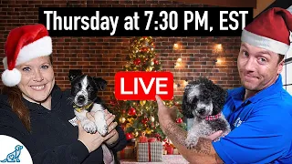 Answering Your Puppy Training Questions (LIVE Show!)