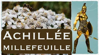 L'achillée millefeuille, la plante des héros aux mille vertus !