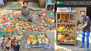 100 Colour Full Baby Chicks 🐥 Bacho Main Bant Diye 😱