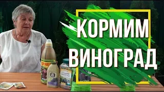 Подкормите Виноград Калием ✔️ 100% Урожай Винограда 🍇 Советы От Garden- zoo