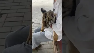 🐯🐯🐯  WOW!!! adorable baby #tigercub #tiger #kitten #foryou #fpy #cute #kitty