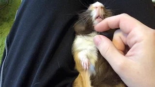 Squeaky Cuddle Pig (wait for it!!!)