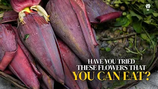 Have You Tried These Flowers That You Can Eat?