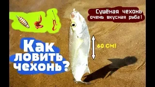 Как на что и где ловить чехонь? Уроки по ловле чехони!