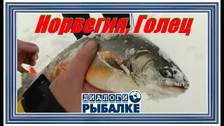 Диалоги о рыбалке - 004 / Норвегия, Голец!