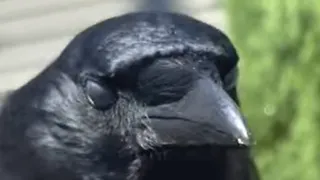 Wild crow tames a woman