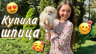 Купила щенка шпица 🐶 Теперь у меня 2 шпица🥰