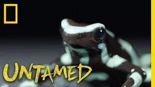 That Frog is...Poison | Untamed