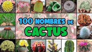 100 tipos de CACTUS y su NOMBRE CIENTÍFICO