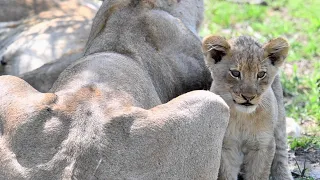 NEW LION CUBS of the Nharu Pride | On the Beat in the Manyeleti #122