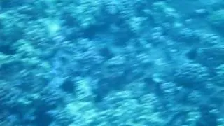 Molokini Crater - underwater snorkeling