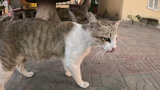 To day feeding stray grey white cat while he sound meow