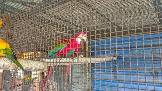 BIRD'S ARE ENJOYING THEIR SOFT FOOD 🥝🥑#tamedparrot #tamedbirds #everyone #greenwingmacaw #following