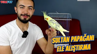 Sultan Papağanı Ele Alıştırma (ÇOK KOLAY)