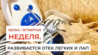 Четвертая неделя. У Белки развивается отек легких и лап. Коррекция лечения