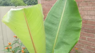 How to make your banana tree grow faster.