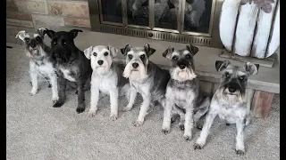 They Make Me Laugh All The Time | Life With 6 Schnauzers