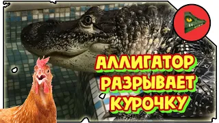 Аллигатор разрывает курочку! Что будет, если дать аллигатору целую куриную тушку?!