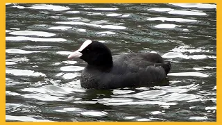 Fulica atra - waterfowl