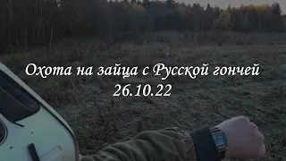 Охота на зайца с Русской гончей 26 10 22