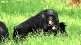 Making a Bonobo laugh   Animals in Love  Episode 1   BBC One clip20