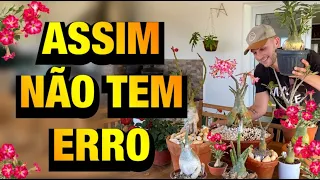 MELHOR tipo de ENXERTO para ROSA do DESERTO | Henrique Buttler