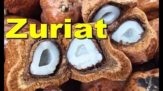 Buah ZURIAT DOUM Fruit For Fertility [HD]