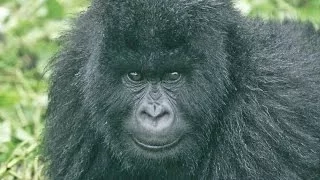 Gorillas and Wildlife of Uganda HD