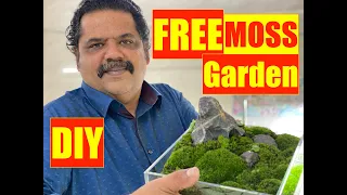 Making a FREE DIY Moss Garden | Mayur Dev Tips | Table Top Terrarium in Nature Aquarium HD