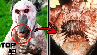 Top 10 Weirdest Animals Found In Chernobyl - Part 2