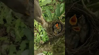 Bird parents do everything for their children - Relaxing Amazing Nature