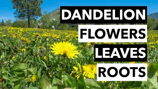 Wild Edibles with Sergei Boutenko: Dandelion–Taraxacum Officinale | Flowers, Leaves, & Roots