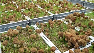 Harvest Video: Controlled Indoor Cultivation of Morel Mushrooms All-year-round