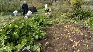 Копаем картошку в Потеряевке