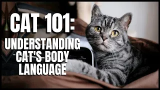 Cat 101: Understanding Cats Body Language