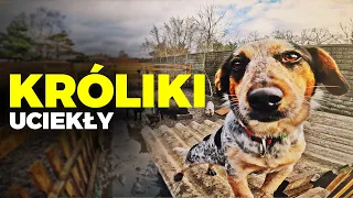 🐰 KRÓLIKI UCIEKŁY 🐰 akcja sprzątanie i powrót zaginionego kota 🐈️ MOJE MINI ZOO / odc. 348