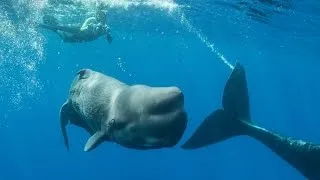 Remarkable Footage Of Sperm Whale Giving Birth