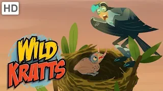 Wild Kratts 🦁👔 Animal Dads | Father's Day | Kids Videos