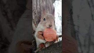 Белка и морковка / Squirrel and carrot